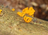 Dacryopinax spathularia image