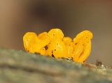 Dacryopinax spathularia image