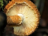 Leucopholiota decorosa image