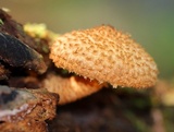Leucopholiota decorosa image