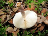 Lepiota decorata image