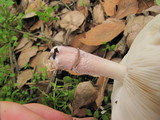 Lepiota decorata image