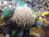 Ramaria stricta image