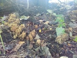 Ramaria stricta image