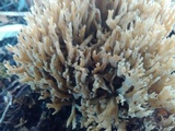 Ramaria stricta image