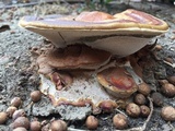 Ganoderma polychromum image