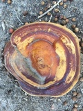 Ganoderma polychromum image