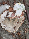 Ganoderma polychromum image