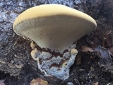 Ganoderma polychromum image