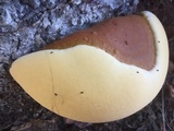 Ganoderma polychromum image