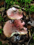 Lepiota decorata image