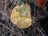 Hygrophorus speciosus image