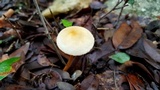 Xerula hispida image