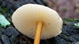 Xerula hispida image