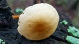 Xerula hispida image