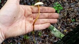 Xerula hispida image