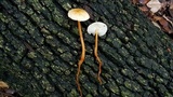 Xerula hispida image