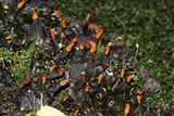 Peltigera praetextata image