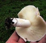 Lepiota decorata image