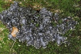 Peltigera praetextata image