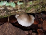 Hohenbuehelia atrocaerulea image