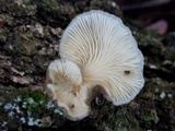 Hohenbuehelia atrocaerulea image