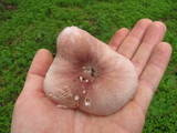 Lepiota decorata image