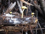Cyptotrama chrysopepla image