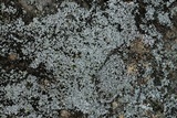 Myriolecis dispersa image