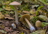 Amanita flavescens image