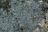 Myriolecis dispersa image