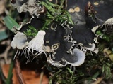 Peltigera praetextata image