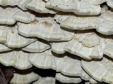 Trametes pubescens image