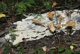Trametes pubescens image