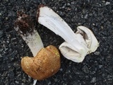 Agaricus nanaugustus image