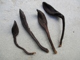 Trichoglossum walteri image