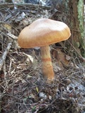 Cortinarius armillatus image