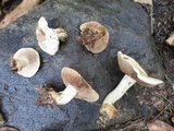 Hebeloma australe image