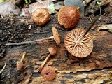 Gymnopus foetidus image