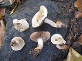 Hebeloma australe image