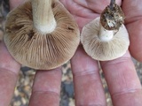Hebeloma australe image