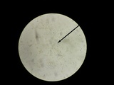 Hebeloma australe image