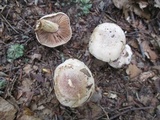 Hebeloma australe image