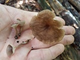 Pseudoarmillariella ectypoides image