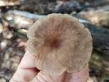 Pseudoarmillariella ectypoides image