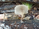 Pseudoarmillariella ectypoides image