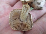 Hebeloma australe image