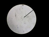 Hebeloma australe image
