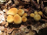 Marasmius strictipes image