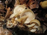 Marasmius strictipes image